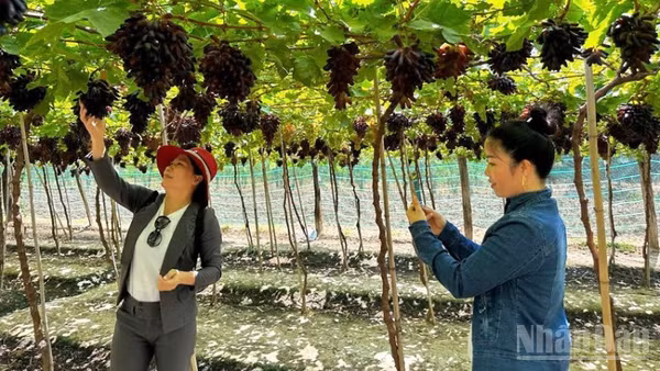 Nông dân tỉnh Khánh Hòa trồng nho đem lại lợi nhuận cao gấp 8 đến 18 lần so với trồng lúa. Nhờ đó, đời sống ngày càng khấm khá. (Ảnh: NGUYỄN TRUNG)