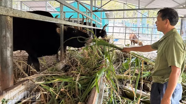 Các cá thể bò tót lai F1 thích nghi với môi trường chăn thả bán hoang dã, được cung cấp thức ăn bổ sung, kiểm tra sức khỏe và phòng bệnh định kỳ, cho nên sinh trưởng, phát triển ổn định. (Ảnh: NGUYỄN TRUNG)