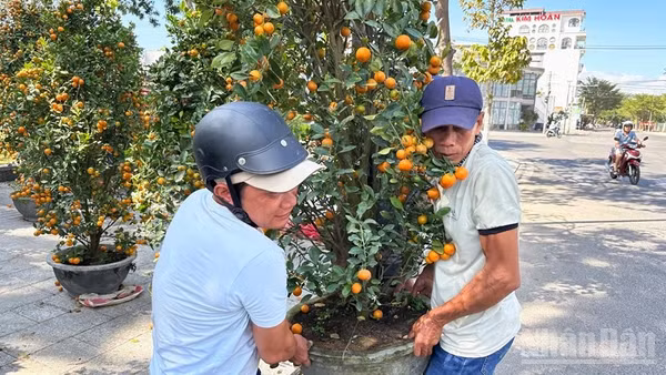 Cây quất kiểng được nhiều người lựa chọn mua để chưng vào những ngày Tết. (Ảnh: NGUYỄN TRUNG)