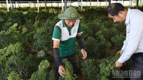 Vườn dược liệu đinh lăng tại Công ty cổ phần Thảo dược liên kết Việt Nam, xã Ninh Sơn, tỉnh Khánh Hòa, nơi cung cấp giống, hướng dẫn kỹ thuật chăm sóc cho nông dân các xã Bác Ái, Bác Ái Tây, Anh Dũng... nhân rộng diện tích dưới tán cây điều, cây trôm, nâng cao thu nhập. (Ảnh: NGUYỄN TRUNG)