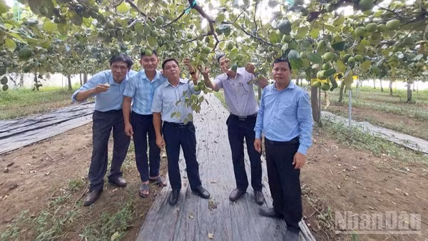 Đoàn công tác Sở Nội vụ Quảng Ngãi và lãnh đạo Viện Nha Hố thăm vườn táo bom TN01 của nông dân xã Mỹ Sơn, tỉnh Khánh Hoà. (Ảnh: Viện Nha Hố cung cấp)