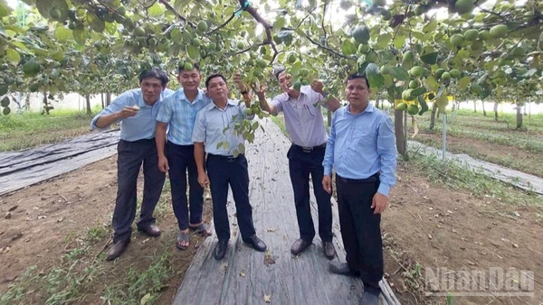 Đoàn công tác Sở Nội vụ Quảng Ngãi và lãnh đạo Viện Nha Hố thăm vườn táo bom TN01 của nông dân xã Mỹ Sơn, tỉnh Khánh Hoà. (Ảnh: Viện Nha Hố cung cấp)