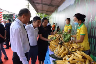 Chuối là một trong những mặt hàng trái cây có nhiều tiềm năng xuất khẩu sang Nhật Bản. 