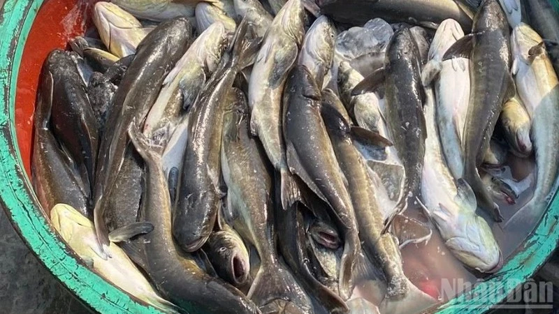 Cá bớp chết hàng loạt tại Lý Sơn: Vi khuẩn Vibrio và thiếu oxy là nguyên nhân chính