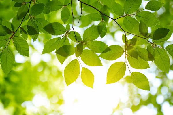 [Thơ] Những chiếc lá