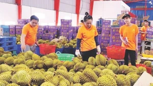 Phân loại sầu riêng để xuất khẩu.