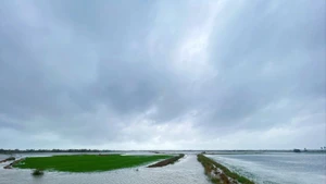 hơn 17.000 ha lúa hè thu của thành phố Huế đang bị ngập nước.