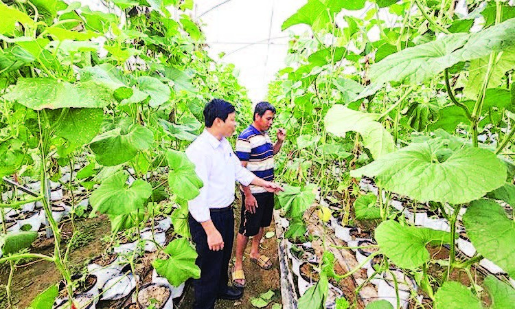 Chủ tịch Ủy ban nhân dân xã Ia Phí Nguyễn Công Sơn (áo trắng) kiểm tra công tác trồng dưa lưới trên địa bàn.