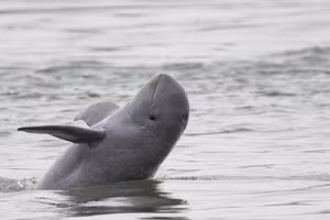 Cá heo sông Mekong tại Campuchia. (Ảnh: WWF)