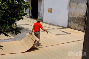 Chiếu cói Vũ Hạ và khát vọng vươn xa