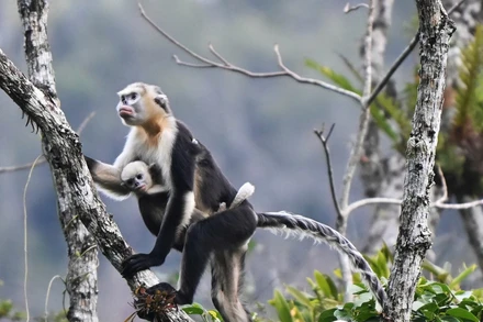 Hình ảnh Voọc mũi hếch ở rừng Khau Ca, tỉnh Tuyên Quang. (Ảnh: FFI)