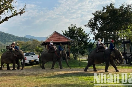Du khách trải nghiệm cưỡi voi tại Luang Prabang, Lào. (Ảnh: Trịnh Dũng)