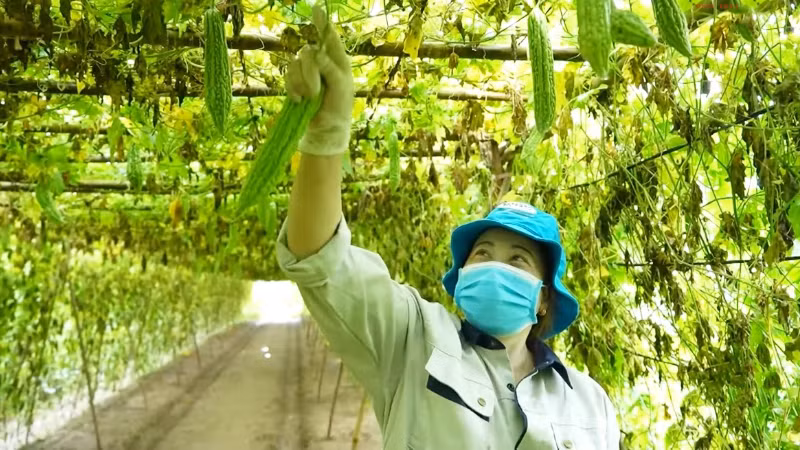 Hợp tác xã kỳ vọng sẽ có nhiều chính sách hỗ trợ hơn trong chuyển đổi số.