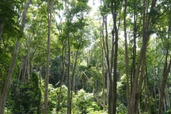 Bài 1: Những huyền thoại duyên nợ với rừng