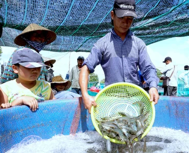Thu hoạch tôm nuôi siêu thâm canh tại huyện Cái Nước (Cà Mau).