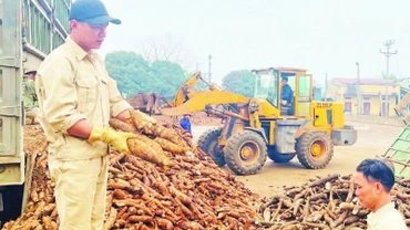 Công nhân Nhà máy sắn Văn Yên kiểm tra chất lượng củ trước khi chế biến.