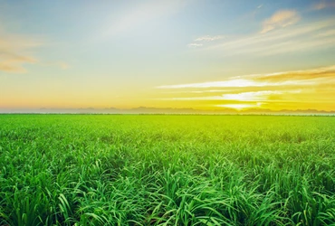 Xây dựng thương hiệu quốc gia cho nông sản Việt: Câu chuyện của cây mía TTC AgriS