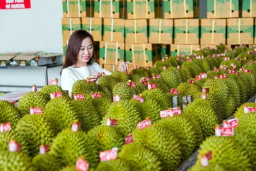 Kim ngạch xuất khẩu sầu riêng sang Trung Quốc tăng trưởng mạnh. (Ảnh HÀ AN)