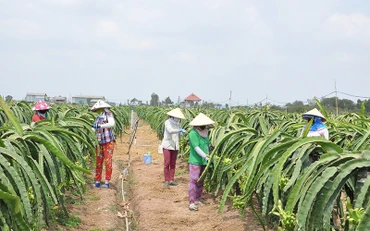 Người dân xã Kiểng Phước, huyện Gò Công Đông (Tiền Giang) chăm sóc thanh long. (Ảnh NGUYỄN SỰ)