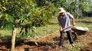 Ông Phạm Quang Mười, cố vấn Hợp tác xã Nông nghiệp xanh HD và MN (buôn Yông, xã Ea Drơng, huyện Cư M’gar, Đắk Lắk) chăm sóc vườn sầu riêng.
