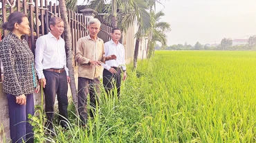 Nông dân xã Qui Đức cùng Đảng ủy xã thăm ruộng lúa ST25. (Ảnh MINH ANH)