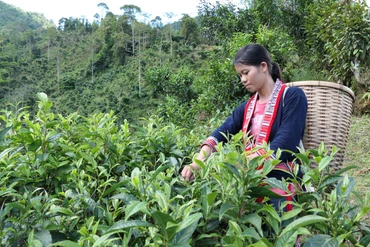 Câu chuyện về sản phẩm OCOP 5 sao ở tỉnh vùng cao Hà Giang