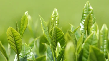Phát triển du lịch nông thôn - hướng đi hiệu quả nâng cao chất lượng xây dựng nông thôn mới