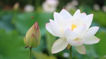 Khơi thông nguồn lực phát triển văn hóa 