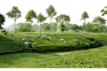 Đồi chè tại Thái Nguyên. 