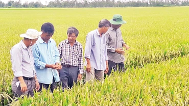 Nhờ áp dụng mô hình canh tác lúa hữu cơ, nông dân Sóc Trăng tiết kiệm chi phí, giảm tác động có hại đến môi trường.