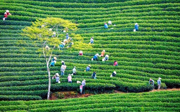 Thời điểm vàng phát triển kinh tế tập thể
