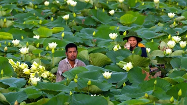 Vợ chồng kỹ sư Nguyễn Văn Thủy bên đầm sen đang được lai tạo.