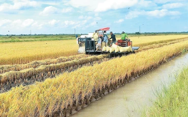 Thu hoạch lúa tại đồng bằng sông Cửu Long. 