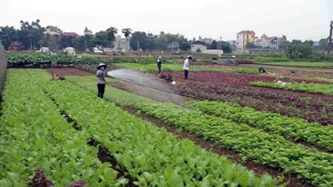 Nông dân huyện Hoài Đức (Hà Nội) chăm sóc rau. (Ảnh VŨ SINH)