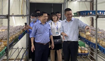 Mô hình trồng nấm theo công nghệ Hàn Quốc tại xã Minh Phú, huyện Sóc Sơn (Hà Nội).