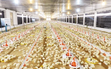Một trang trại chăn nuôi gia cầm tại Tây Ninh.