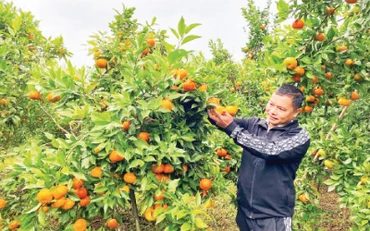 Một mô hình trồng cây ăn quả mang lại thu nhập cao của nông dân huyện Na Rì.