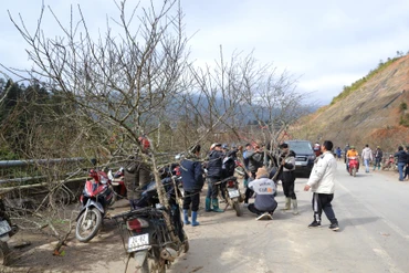 Đào rừng Sa Pa xuống phố đón Tết. 