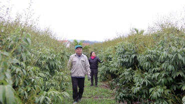 Người dân xã Phúc Hòa thăm vườn vải sớm.