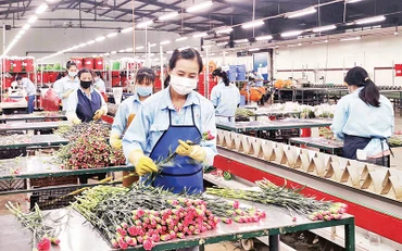 Đóng gói hoa tại Dalat Hasfarm, thành phố Đà Lạt, Lâm Đồng.