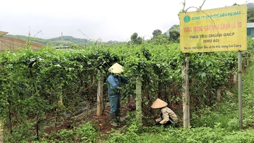 Công nhân Công ty cổ phần Dược liệu Pù Mát chăm sóc vườn dây thìa canh.