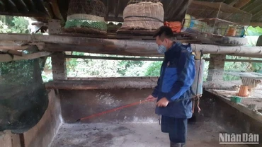Hộ chăn nuôi ở thành phố Cao Bằng phun thuốc tiêu độc, khử trùng chuồng trại sau khi gia súc bị thiệt hại do dịch tả lợn châu Phi. 