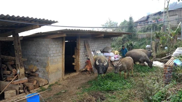 Ðàn trâu nhà ông Má A Páo (phường Hàm Rồng, thị xã Sa Pa) đã có nguồn thức ăn (được chủ động dự trữ từ trước) trong những ngày giá rét không thể chăn thả. (Ảnh THÀNH TÂM)