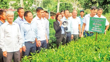 Hợp tác xã Chè Khe Cộc 2 liên kết tiêu thụ sản phẩm với doanh nghiệp để xuất khẩu chè sang Cộng hòa Séc.