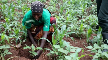 Người dân Rwanda tham gia dự án trồng cây thích ứng biến đổi khí hậu. (Ảnh IUCN)