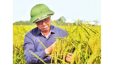 Giống lúa nếp Bể bản địa (còn gọi là nếp Keo) ở huyện Vũ Thư được bảo tồn và phục tráng thành công.