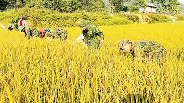 Cán bộ, chiến sĩ Ðồn Biên phòng Hướng Lập cùng người dân thôn A Xóc-Cha Lỳ, xã Hướng Lập (huyện Hướng Hóa, Quảng Trị) thu hoạch lúa.