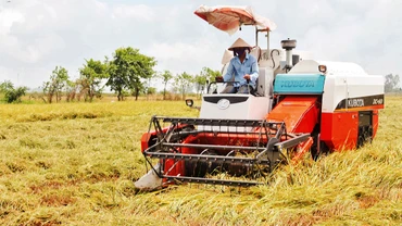Nông dân thành phố Cần Thơ thu hoạch lúa hè thu 2023.