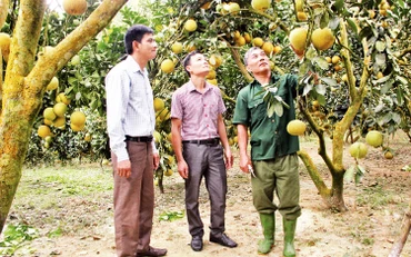 Trao đổi kinh nghiệm chăm sóc bưởi ở xã Phú Ninh, huyện Yên Sơn.