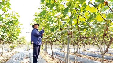 Mô hình trồng nho xanh tại xã Ðồng Du, huyện Bình Lục.